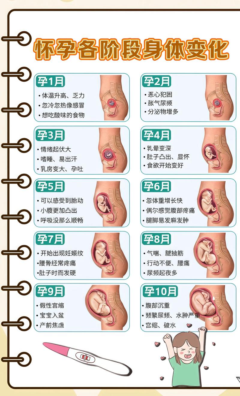 揭秘供卵代孕妈妈怀孕小腹分两节，孕期变化的奥秘神农架代生机构: